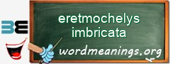 WordMeaning blackboard for eretmochelys imbricata